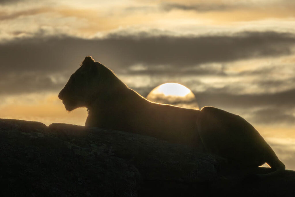Lion Silhouetted by Sunset, Tanzania, Africa