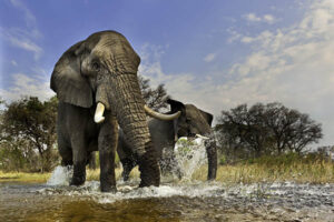 Elephants at a watering hole in Okovango, Africa