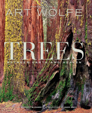 Trees: Between Earth & Heaven