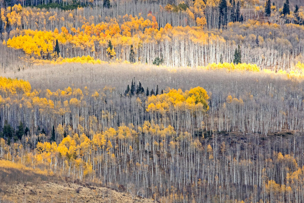 Colorado Fall Color