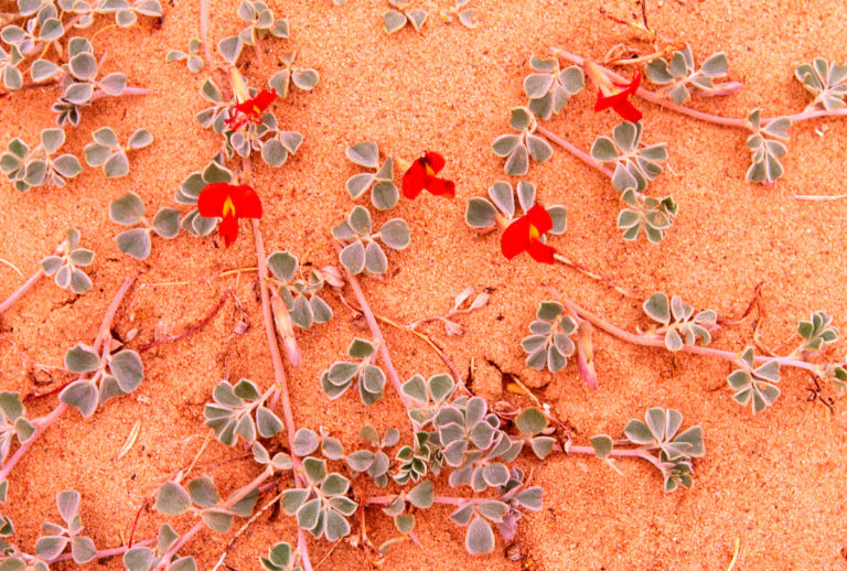 Desert flora, Gobi Gurvansaikhan National Park, Gobi Desert, Mongolia