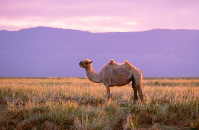 MCAMBA1_00006-768×502