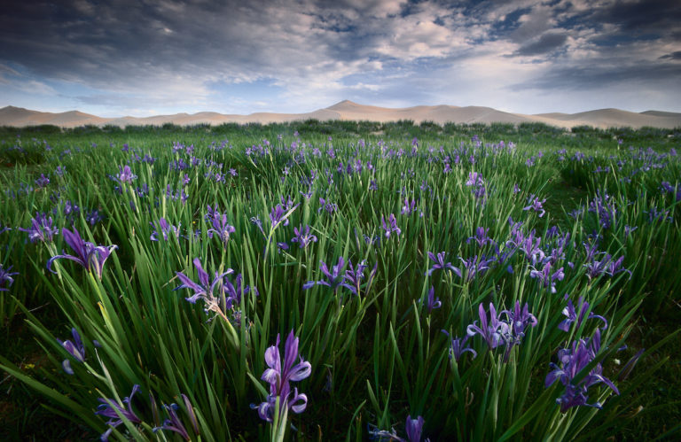 Takhi Irises blooming amidst sand dunes, Mongolia.