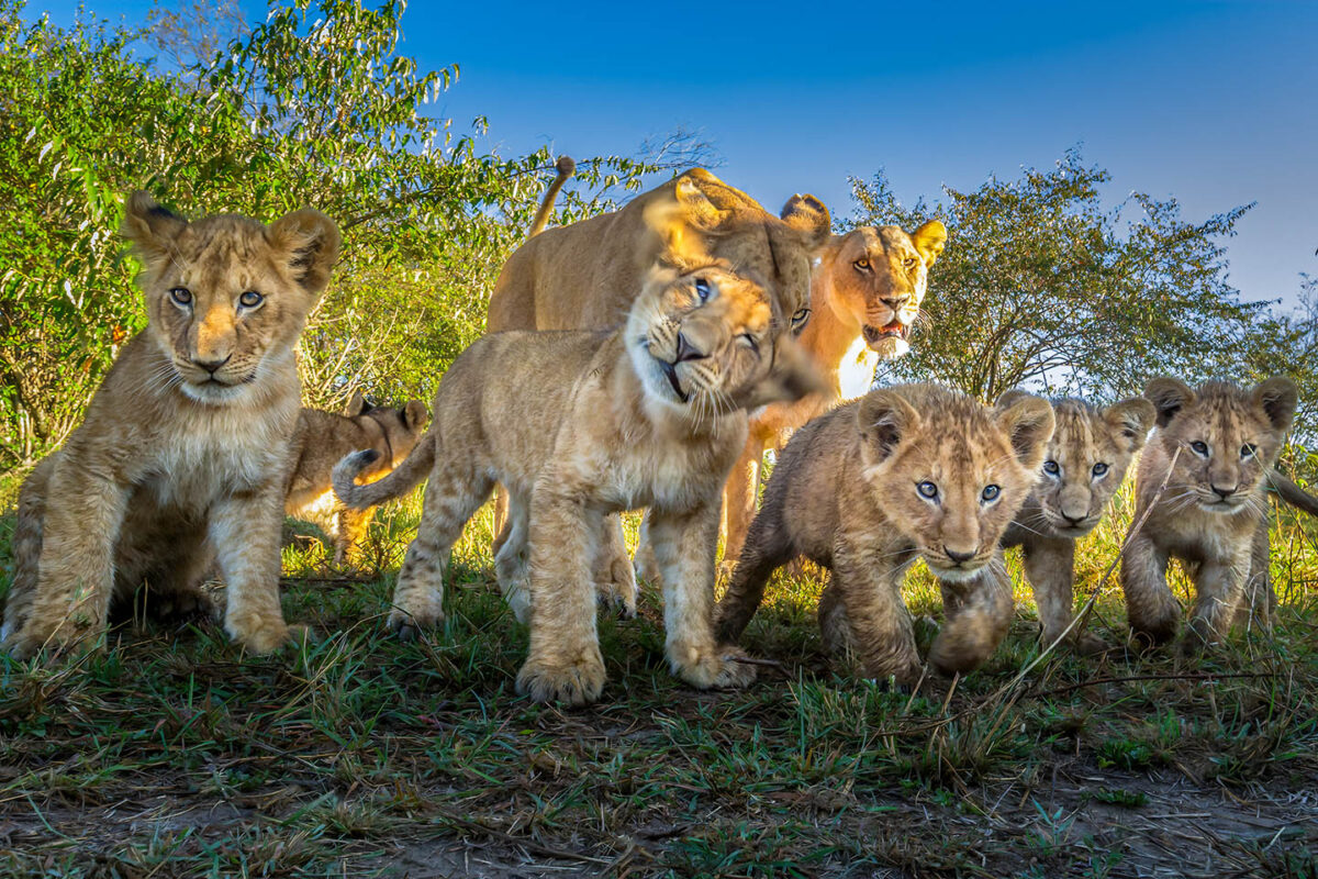 Lion cubs and mom stare at the camera that has approached them via a small robot