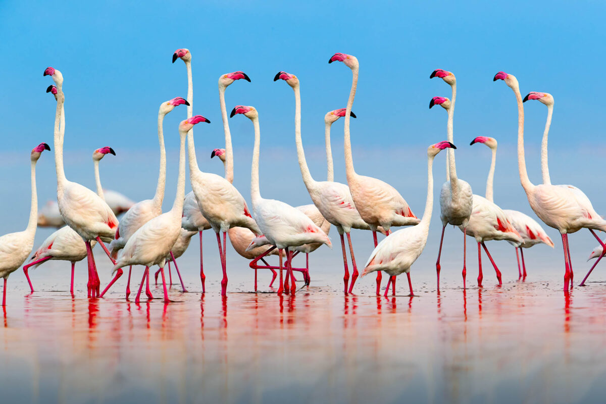 Lake Natron region, Tanzania, Greater flamingos