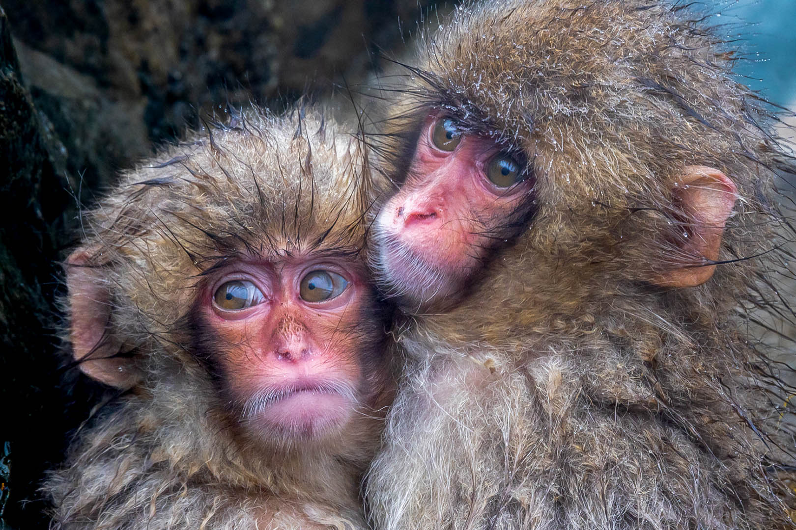 A pair of Japanese snow macaques
